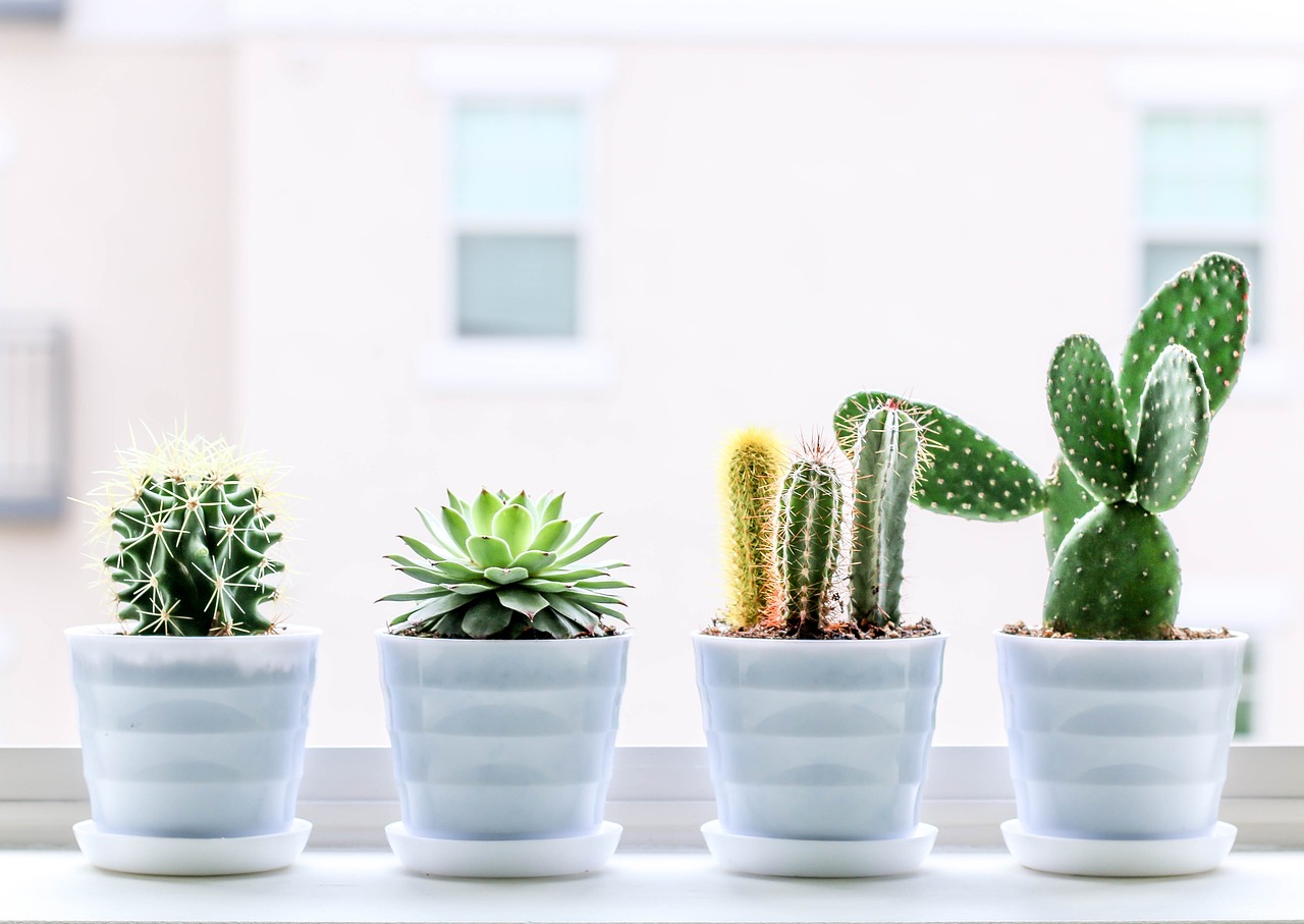 Indoor Gardening: Care of Cactus and Succulents